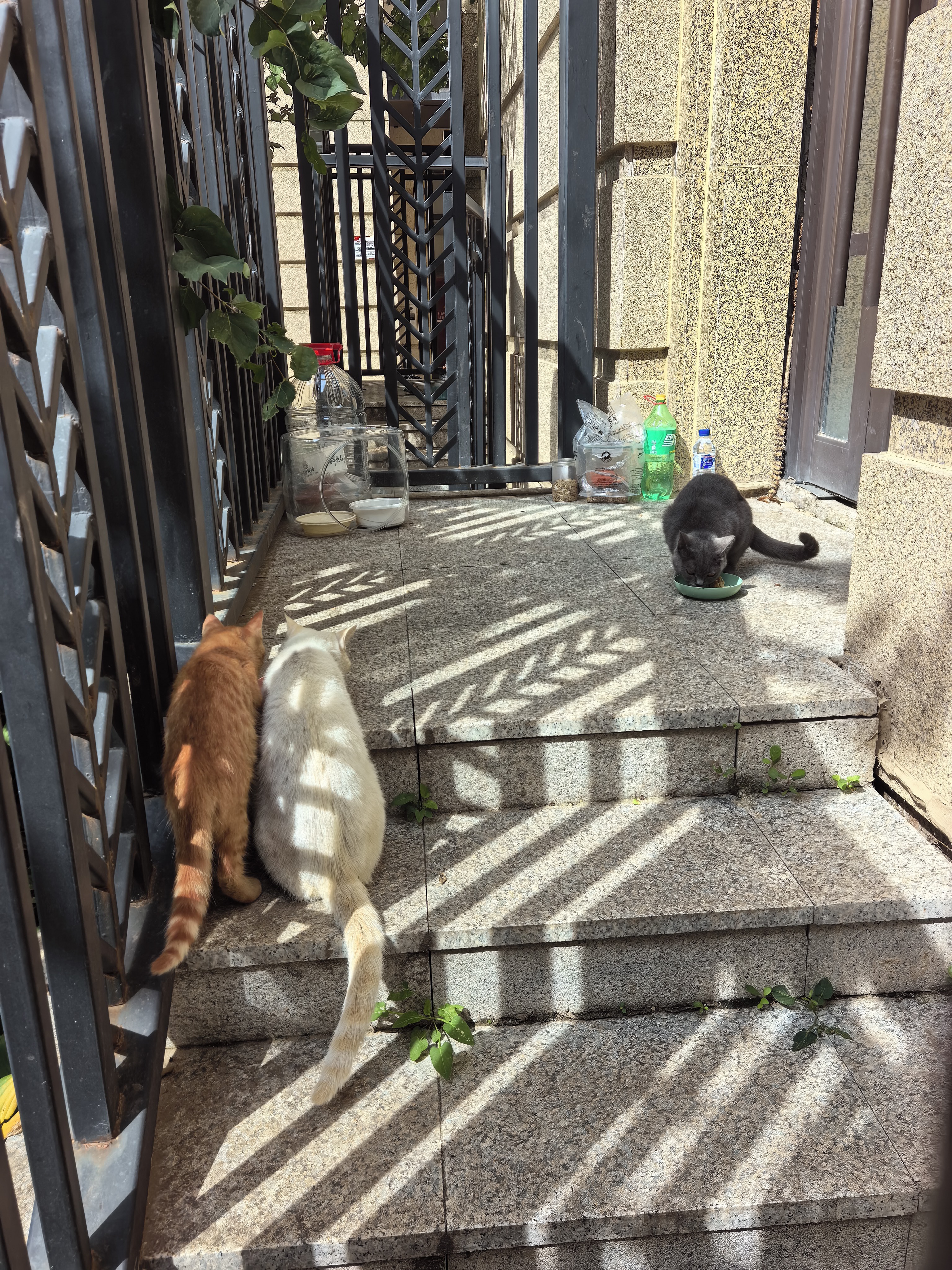 布兰德蛋奶双层挞挞猫主食罐头猫饭餐包湿粮成幼猫饭鸽肉羊奶40g*9杯 实拍图