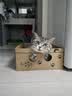 普安特猫咪化毛膏宠物幼猫成猫化毛排毛调理肠胃免疫力补充营养化毛膏 实拍图