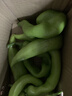 山东青椒尖椒薄皮辣椒虎皮辣椒现摘鲜青辣椒时令蔬菜农场直发 净重1.8斤 实拍图