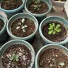 漫生活56L营养土养花通用型 花土进口泥炭土有机种菜土多肉兰花种植土壤 实拍图