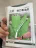 北蔬 香菜种子苗老品种小叶四季种盆栽菜籽 潍萫香菜籽种子10g约800粒 实拍图
