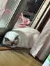 网易严选全价冻干双拼猫粮幼猫成猫天然无谷粮 50g* 2袋【活动专用】 实拍图