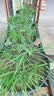 漫生活发酵羊粪约10斤土壤改良基质伴侣有机肥原料蔬菜绿植花卉果树盆栽 实拍图