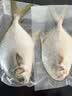 环球水产南海二去金鲳鱼净重900g/2条去鳃去脏免处理鱼类海鲜 实拍图