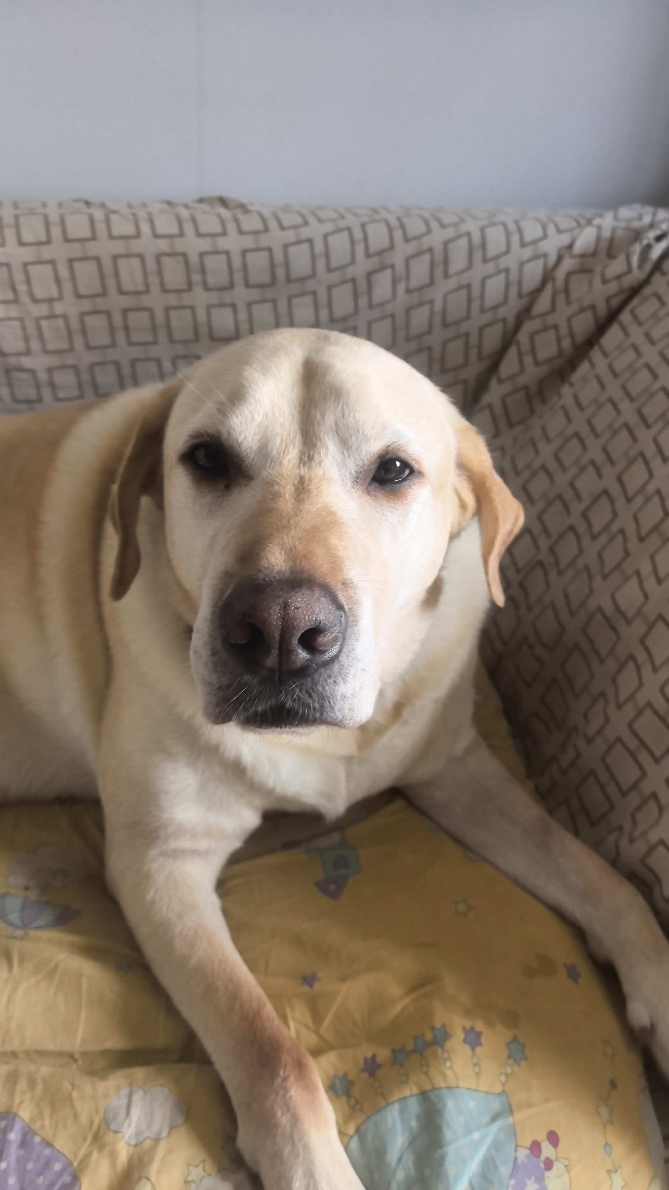 伯纳天纯中大型犬全价成年犬粮金毛宠物主粮羊肉蔓越莓15kg囤货装 实拍图