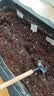 史丹利花土营养土6L 养花通用型多肉兰花专用种菜种花家用泥炭土壤种植 实拍图