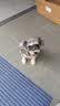 网易严选犬粮全价冻干三拼鸡肉狗粮幼犬成犬小型中大型犬10kg【宠物金选】 实拍图