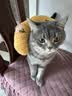 HELLOJOY猫咪专用小枕头宠物狗狗夏天u型枕头睡觉垫子猫毛毯保暖宠物用品 实拍图