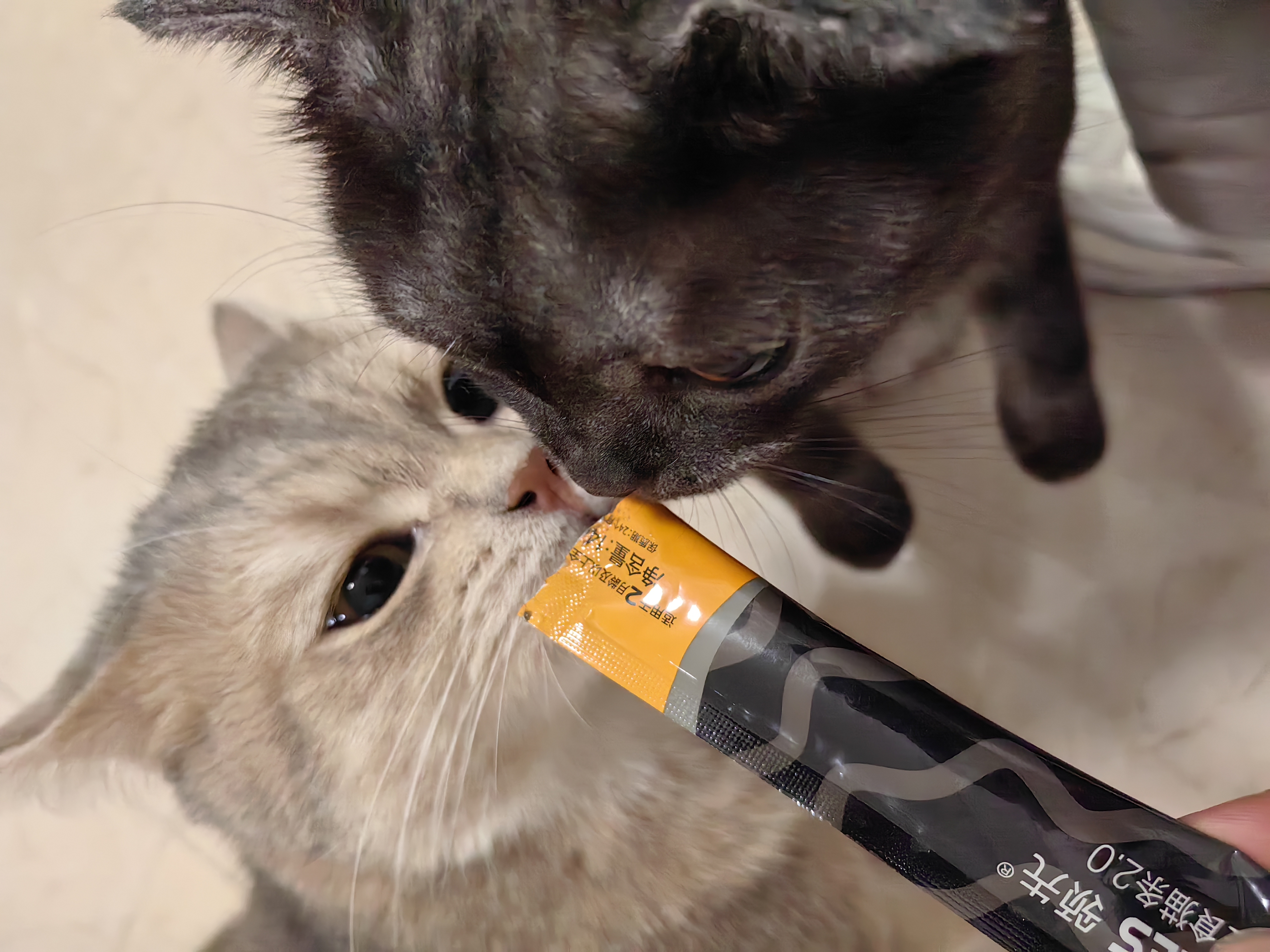 领先主食猫条14g*5条猫咪零食全价湿粮（新老款随机发货） 实拍图