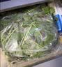 【苗苗菜】红米苋嫩尖350g 实拍图