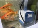 森森（SUNSUN）耀蓝鱼缸水泵小型潜水泵过滤泵抽水泵YQP-1000 15W 实拍图