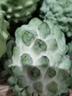 采缇（CAITI）现货大目凤梨释迦果5斤 新鲜番荔枝佛头果水果孕妇整箱 一个装（单果250g左右中通快递） 实拍图
