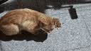 雷米高（RAMICAL） 猫粮猫猫主食主粮幼猫成猫海洋鱼味全价猫粮500g*5 实拍图