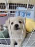好主人狗粮 全犬种通用幼犬粮2.5kg泰迪金毛拉布拉多比熊天然粮5斤/20斤 全犬种幼犬粮10斤 实拍图