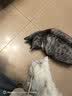 米奇旋风10合1猫咪复合维生素片60g*1 猫用维生素b营养片宠物营养补充剂 实拍图
