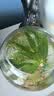 奥美优水培容器花盆懒人自吸水植物绿植绿萝透明免浇水储水盆透气防烂根 实拍图