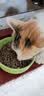 阿飞和巴弟蛋奶酥猫粮成猫幼猫全价鸡肉味主粮 鸡肉鸡蛋配方1kg 实拍图
