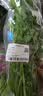 带根香菜100g 实拍图