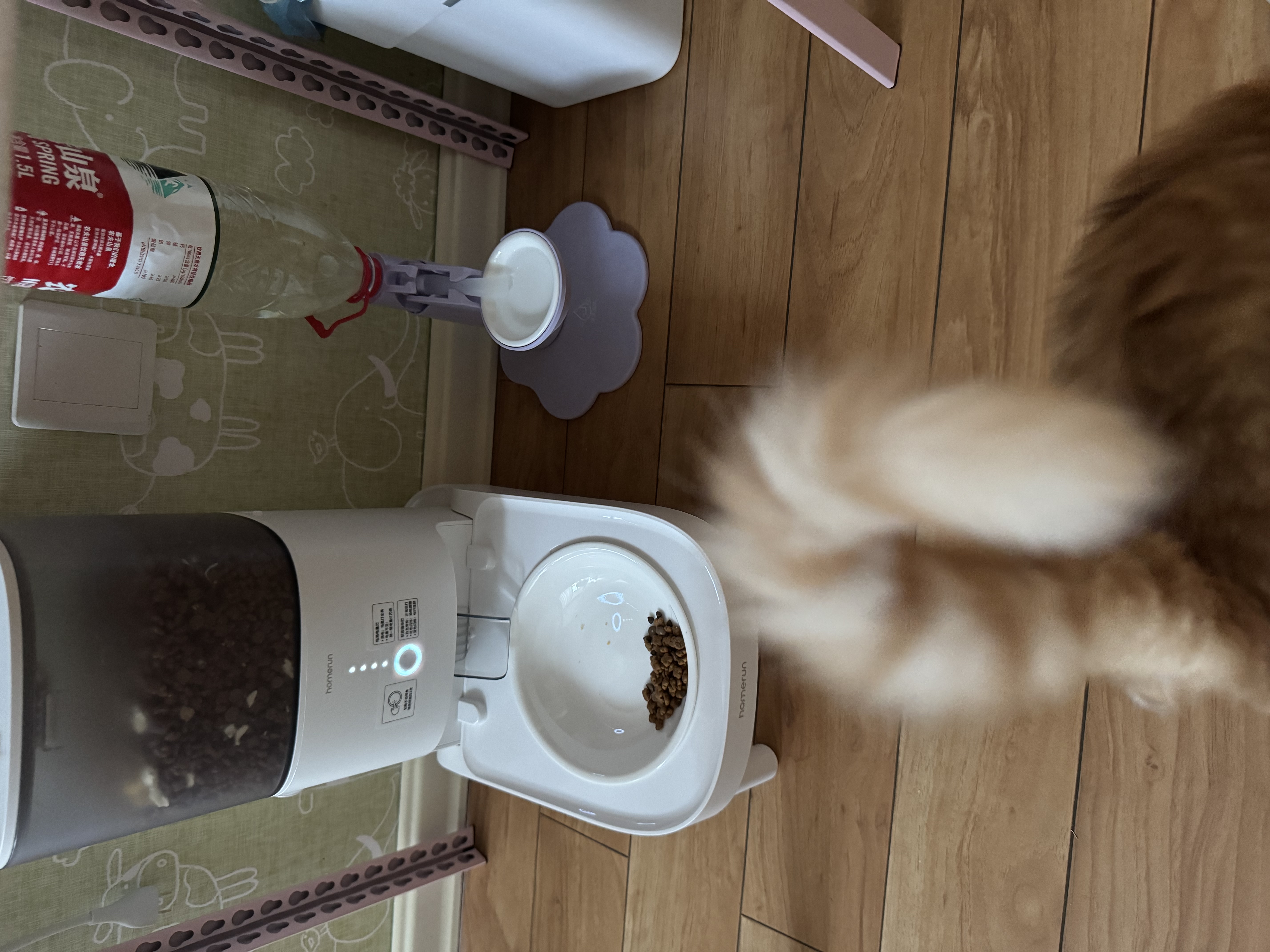 霍曼（Homerun）宠物智能自动喂食器猫粮定时猫咪自动投食机陶瓷单碗增高版PF20 实拍图