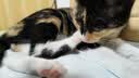 喵梵思 脆块儿全价主食冻干持续锁鲜成猫幼猫冻干粮物理磨牙200g/160g 羊奶鸡肉200g*1包 实拍图