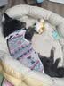 FAIRY PET狗窝四季通用狗狗猫咪睡觉的窝小狗狗比熊柴犬耐撕咬沙发窝狗垫子 栀子黄 L（77*60*21cm）【建议25斤内】 实拍图