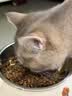 阿飞和巴弟猫粮E76益生菌全价冻干双拼全阶段通用猫粮鸡肉三文鱼 2kg 实拍图