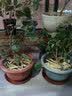 鑫意三角梅苗盆栽花苗浓香花卉植物阳台庭院四季开花不断巴西三角梅苗 红宝石重瓣三角梅 中苗(当年开花) 不含盆 实拍图