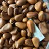 洽洽原味东北松子500g 罐装坚果进化论手剥休闲零食带壳坚果 实拍图