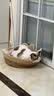 艾尔猫粮  深海鱼配方 成猫 幼猫 通用全价猫粮 10kg20斤 实拍图