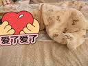 南极人新生婴儿抱被防惊跳睡袋纯棉包被宝宝包巾包单产房空调被85*85cm 实拍图