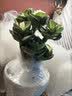 花翁室内客厅多肉绿植物花卉盆栽玉锦金钱木老桩（白莲花盆）源头直发 实拍图