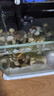 京业（JINGYE）鱼缸过滤器JY-W155款3.8W壁挂式过滤泵除油膜瀑布过滤器流量可调 实拍图