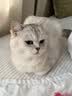 皇家猫粮 英短成猫粮 BS34 通用粮 12月以上 2KG 实拍图