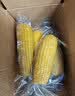京鲜生 东北黄玉米260g*10棒 真空包装黏玉米棒粘玉米 源头直发 实拍图