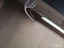 美的（Midea）LED台灯学习专用书桌磁吸灯酷毙灯宿舍床头吸附家用充电灯 7W 实拍图