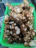 【天然胰岛果】新鲜洋姜可腌制鬼子姜姜不辣农家蔬菜菊芋泡菜 河北【中大果】洋姜净重4.6斤 实拍图