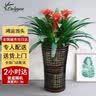 Only you【2小时达】发财树大型盆栽绿植花卉室内客厅办公室开业乔迁生日 三株鸿运当头（ 大展宏图） 实拍图