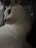 华元宠具（hoopet）猫包大容量宠物便捷外出便携透气双肩手提布偶狗背包幼犬外出包 实拍图
