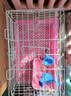 喜帅 兔子水壶仓鼠饮水喝水器龙猫荷兰猪滚珠喝水壶 颜色随机650ml  实拍图