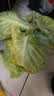 山东新鲜甘蓝包菜卷心菜圆白菜新鲜嫩绿莲花白现摘现发早餐减脂 新鲜包菜 1.5-2斤净重 人工挑拣 实拍图