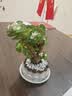 花翁室内客厅多肉绿植物花卉盆栽玉锦金钱木老桩（白莲花盆）源头直发 实拍图