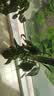 史丹利硫酸亚铁花肥料花用养花颗粒通用茉莉杜鹃栀子花专用肥铁肥100g 实拍图