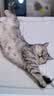 LEGENDSANDY蓝氏全价猫粮生骨肉冻干成猫幼猫猎鸟乳鸽9kg(1.5kg*6)【囤货装】 实拍图