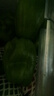 新鲜绿菜椒现摘山东圆椒青椒太空甜椒蔬菜灯笼椒生吃蔬菜沙拉 山东新鲜圆椒净重1.8斤 实拍图