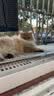 普安特宠物猫咪驱虫药驱虫体内外一体幼成虫跳蚤犬虱非泼罗尼爱滴克套装 实拍图