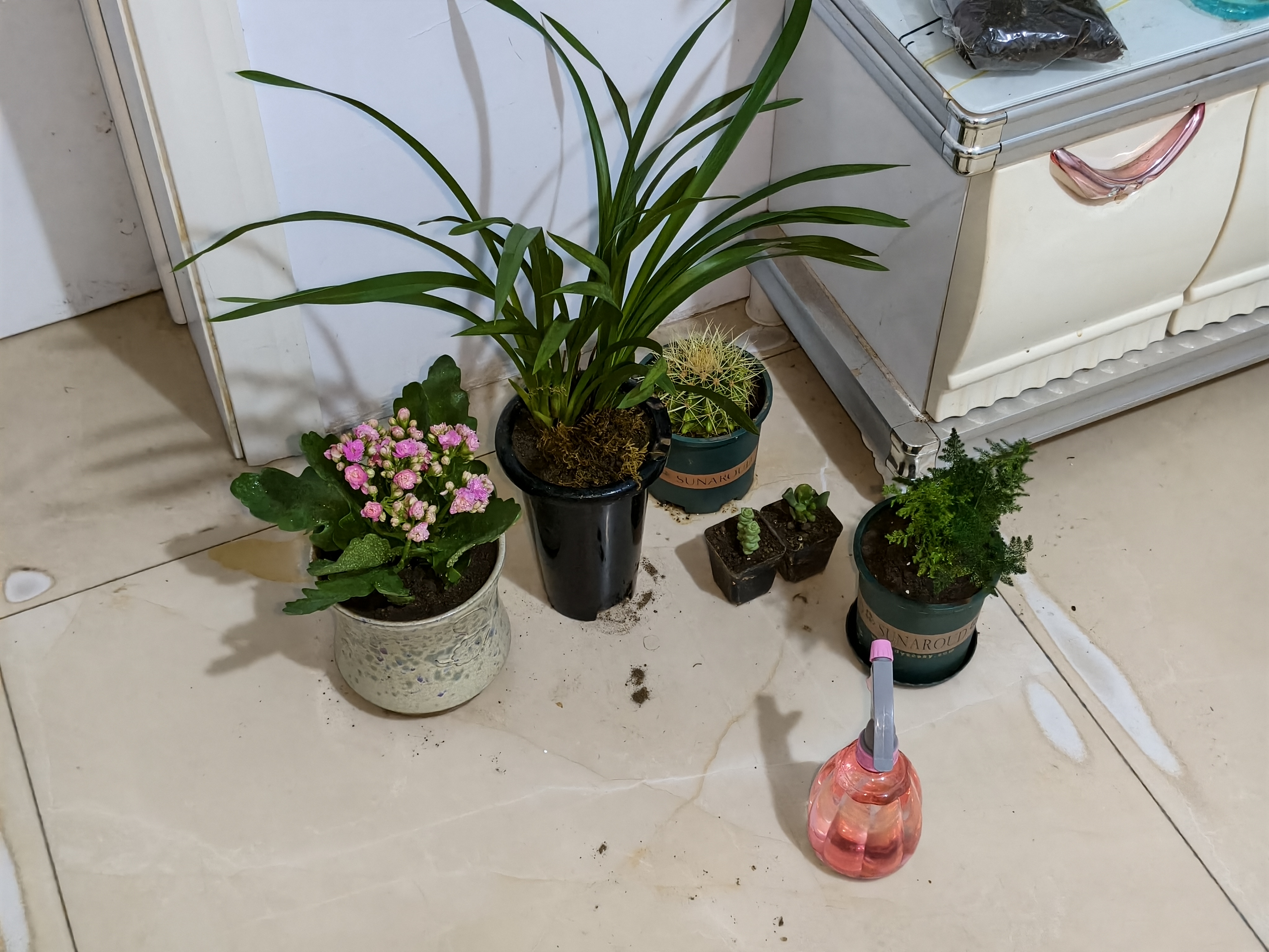 劉閣蘭花刘阁兰花苗盆栽 建兰天红 夏带花苞出售红素好养花卉四季室内好养 天红3苗:带盆土肥,说明书 实拍图