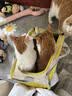 华元宠具（hoopet）猫包外出便携猫咪携带猫笼手提式车载包大容量高颜值双肩宠物背包 实拍图