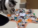 欢宠网猫玩具猫咪五角星捕捉罩捕猎电动自动逗猫棒猫猫小猫幼猫自嗨解闷 实拍图