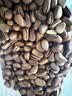 三只松鼠袋装东北松子500g手剥开口0添加每日坚果炒货休闲零食团购送礼 实拍图