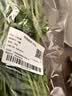 带根香菜100g 实拍图